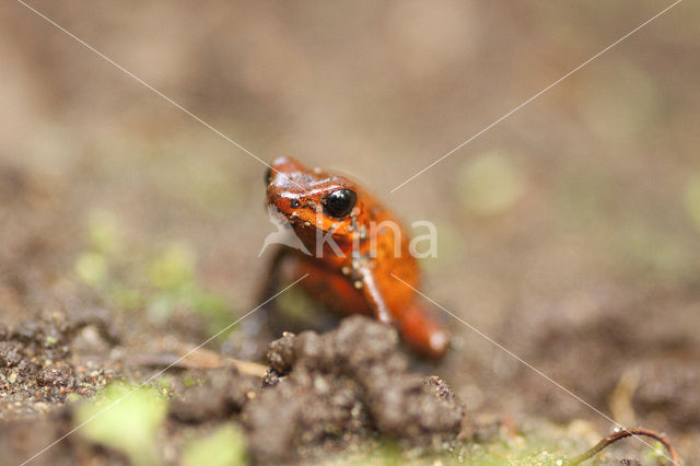 strawberry poison frog (Oophaga pumilio)