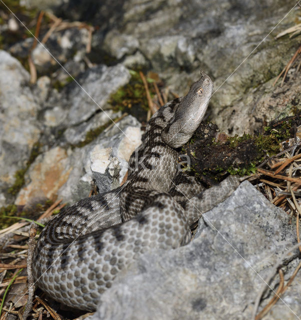 long-nosed viper (Vipera ammodytes)