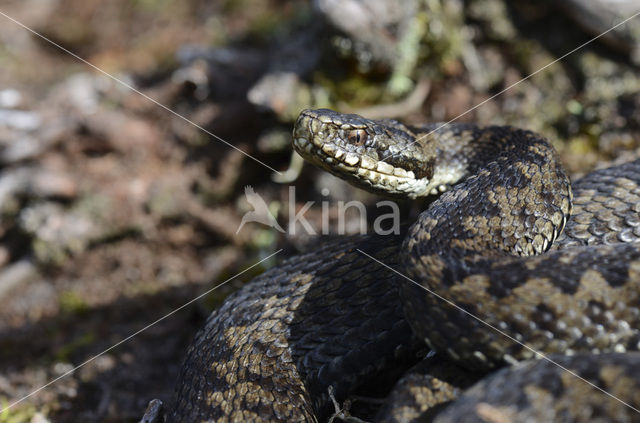 Common Viper (Vipera berus)