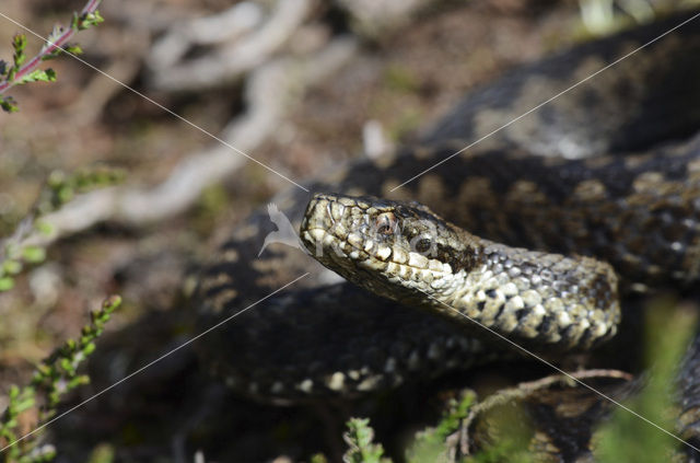 Common Viper (Vipera berus)