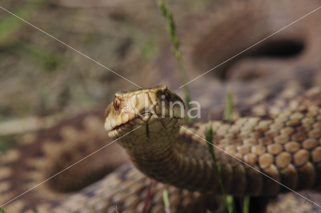 Common Viper (Vipera berus)