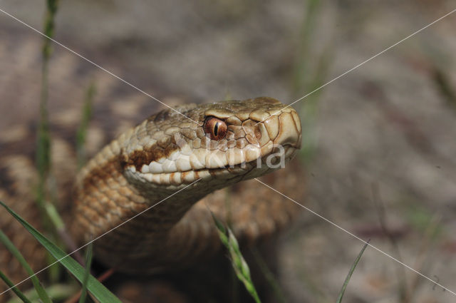 Common Viper (Vipera berus)