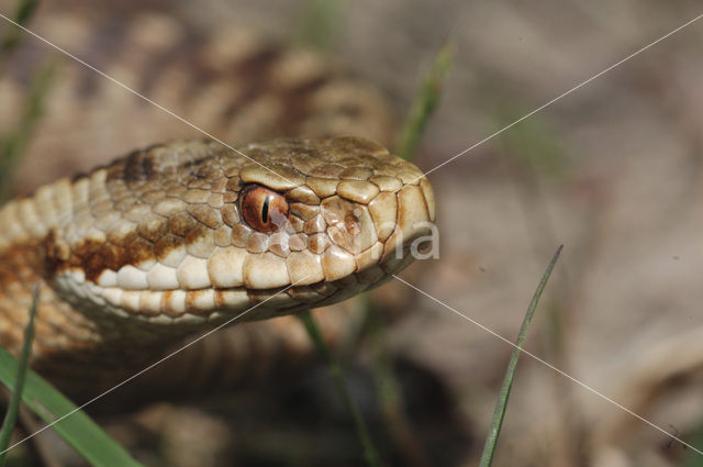 Common Viper (Vipera berus)