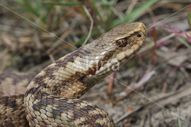 Adder (Vipera berus)