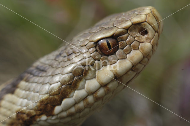 Adder (Vipera berus)