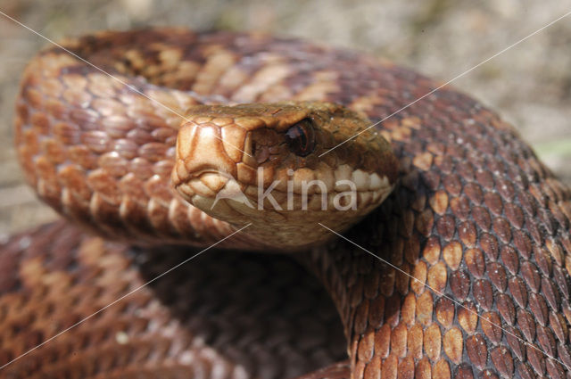 Adder (Vipera berus)