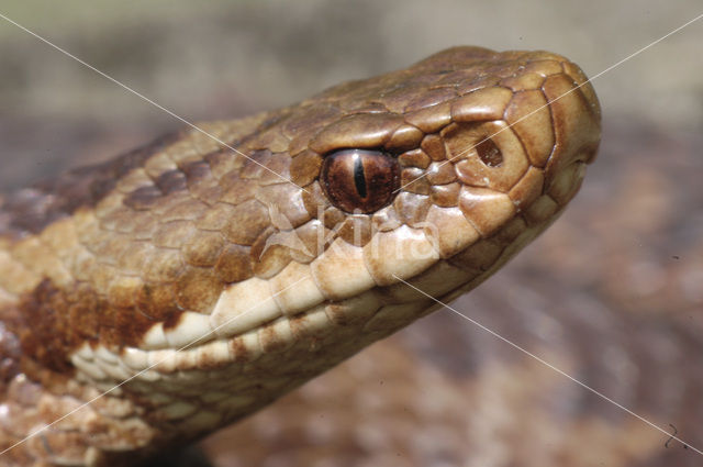 Adder (Vipera berus)