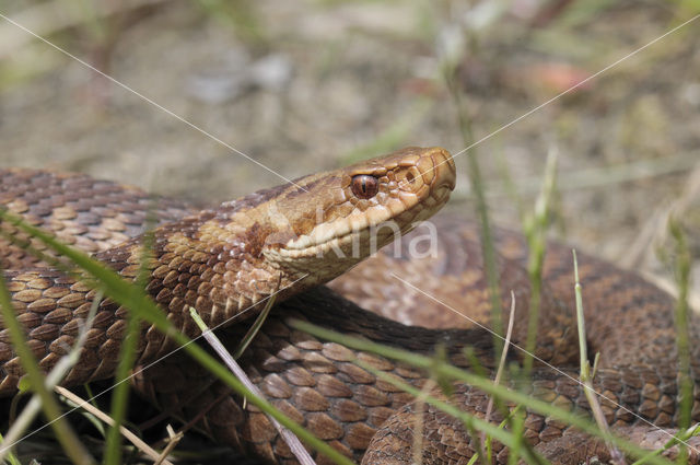 Common Viper (Vipera berus)