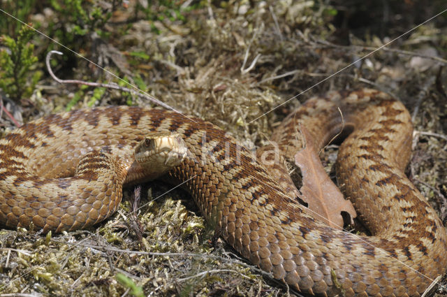 Common Viper (Vipera berus)