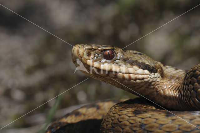 Common Viper (Vipera berus)