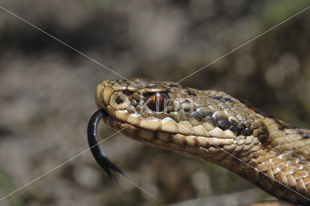 Common Viper (Vipera berus)