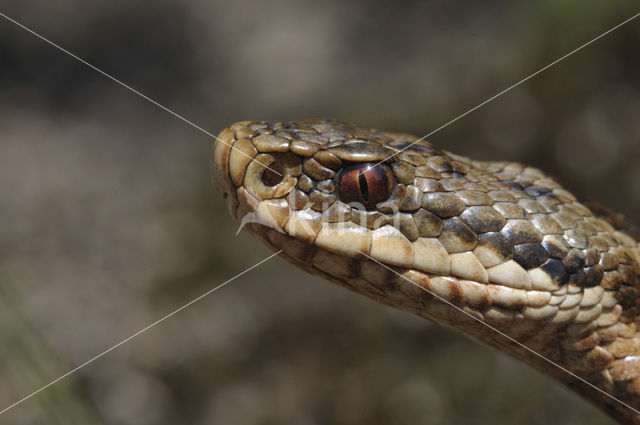 Common Viper (Vipera berus)