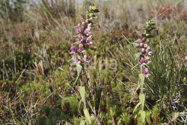 Akkerogentroost (Odontites vernus ssp. vernus)