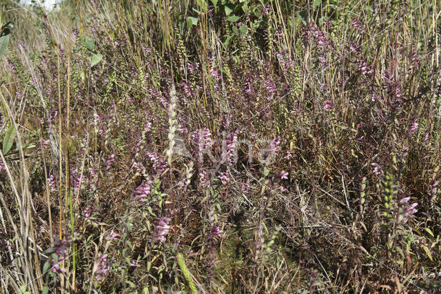 Akkerogentroost (Odontites vernus ssp. vernus)