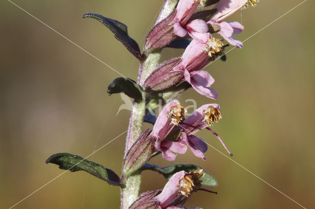 Akkerogentroost (Odontites vernus ssp. vernus)