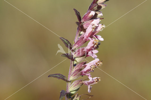 Bartsia (Odontites vernus ssp. vernus)