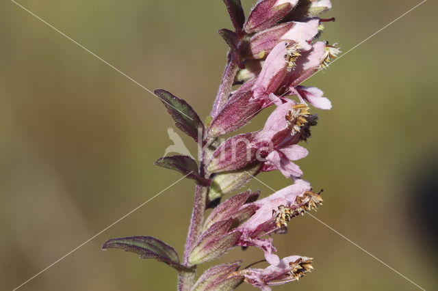 Akkerogentroost (Odontites vernus ssp. vernus)