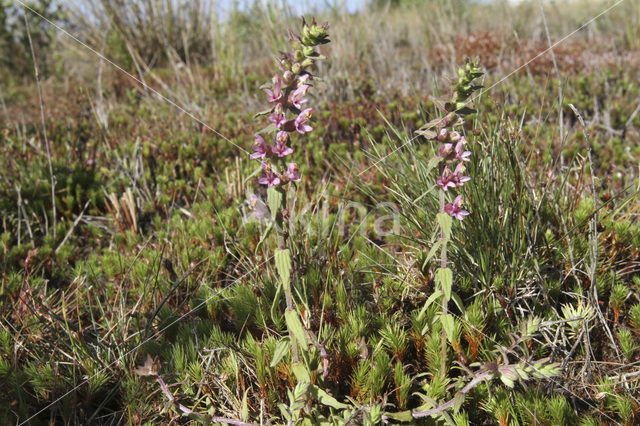 Akkerogentroost (Odontites vernus ssp. vernus)