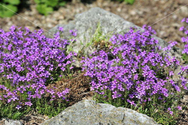 Alpenbalsem (Erinus alpinus)