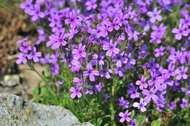 Alpenbalsem (Erinus alpinus)