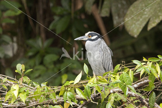 Yellow-crowned Night-Heron (Nyctanassa violacea)