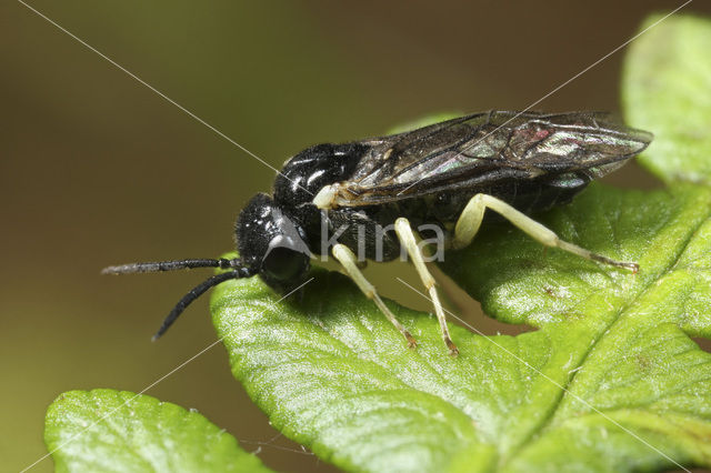 Aneugmenus temporalis