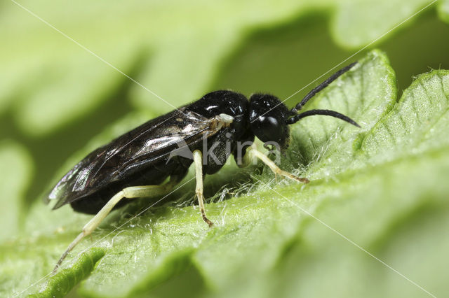 Aneugmenus temporalis