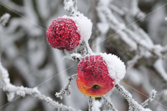 Apple (Malus domesticus)