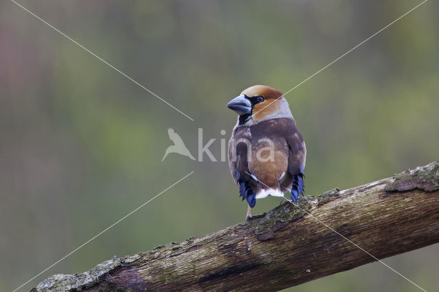 Appelvink (Coccothraustes coccothraustes)