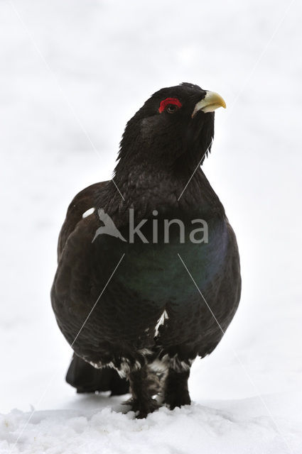 Eurasian Capercaillie (Tetrao urogallus)