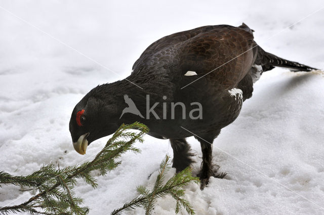 Eurasian Capercaillie (Tetrao urogallus)