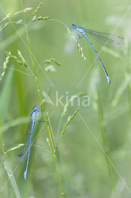 Azure Damselfly (Coenagrion puella)