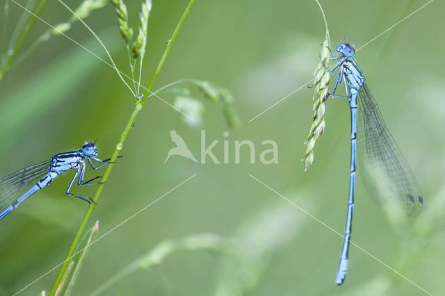 Azuurwaterjuffer (Coenagrion puella)