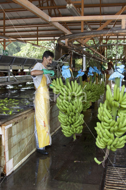 Banaan (Musa spec)