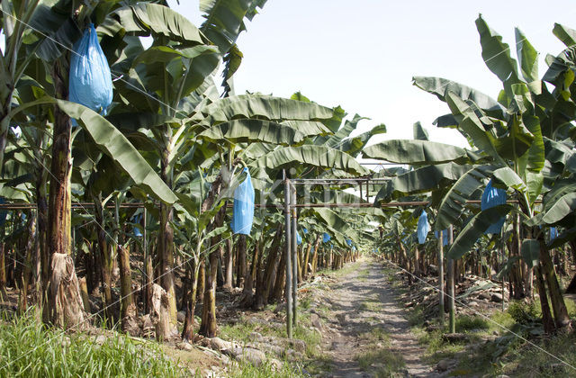 Banana (Musa spec)