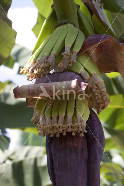 Banaan (Musa spec)