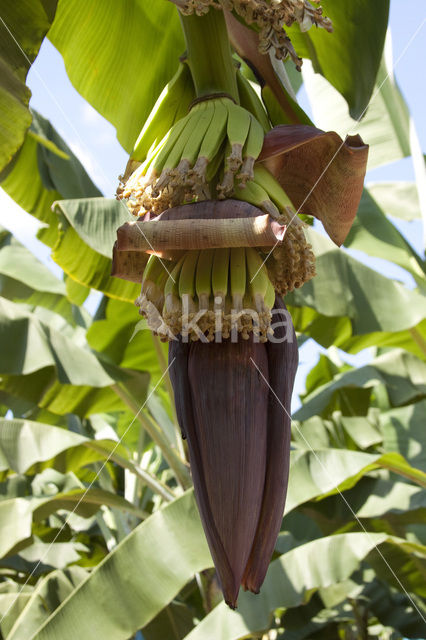 Banana (Musa spec)