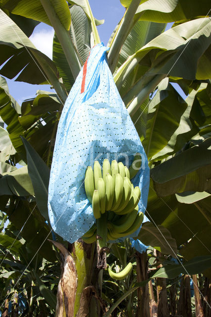 Banana (Musa spec)