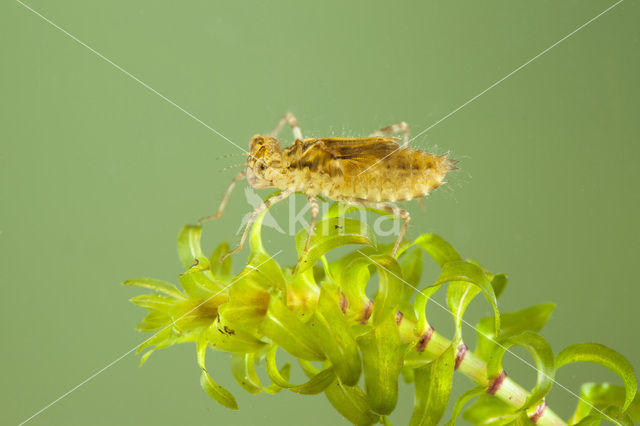 band-winged dragonfly (Sympetrum pedemontanum)