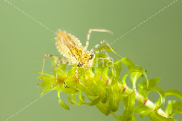 Bandheidelibel (Sympetrum pedemontanum)