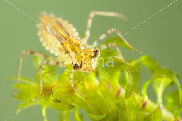 band-winged dragonfly (Sympetrum pedemontanum)