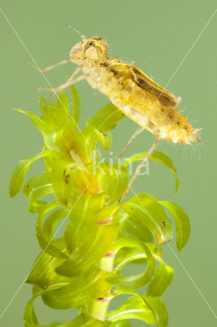 band-winged dragonfly (Sympetrum pedemontanum)