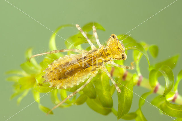 band-winged dragonfly (Sympetrum pedemontanum)