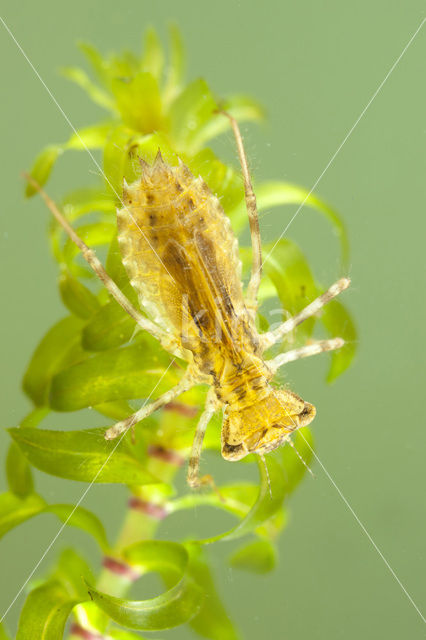 band-winged dragonfly (Sympetrum pedemontanum)