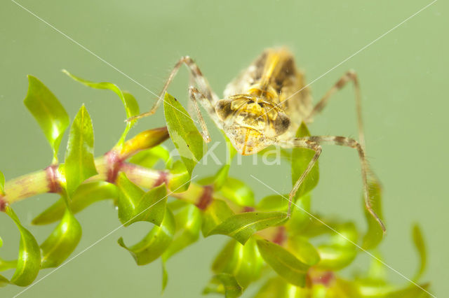 band-winged dragonfly (Sympetrum pedemontanum)