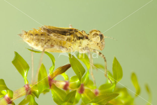 band-winged dragonfly (Sympetrum pedemontanum)