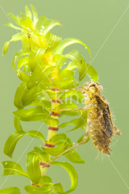 Bandheidelibel (Sympetrum pedemontanum)