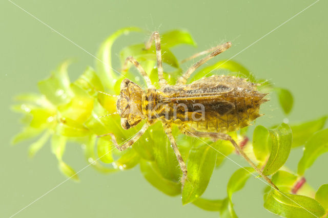 band-winged dragonfly (Sympetrum pedemontanum)