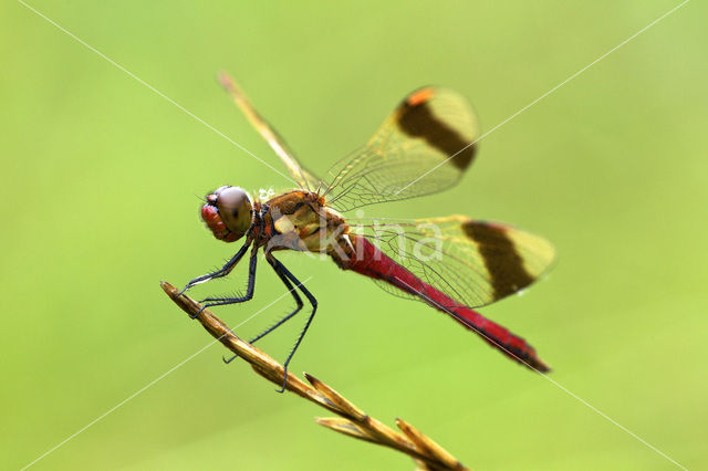 Bandheidelibel (Sympetrum pedemontanum)