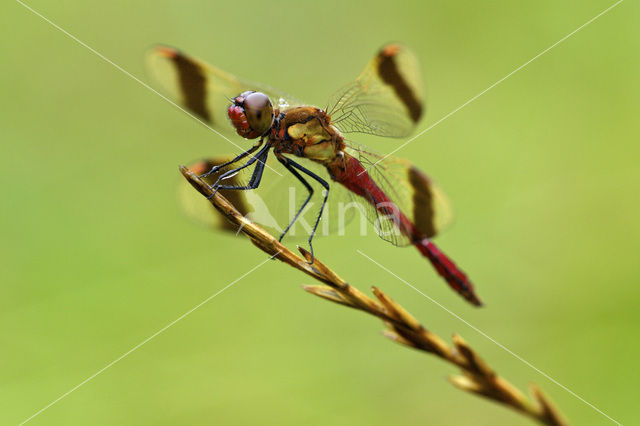 Bandheidelibel (Sympetrum pedemontanum)